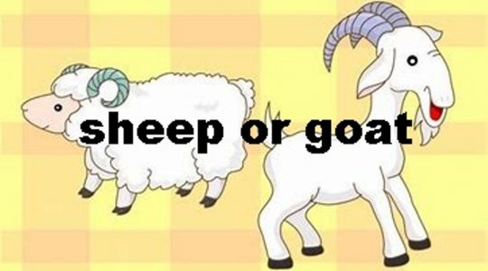 Sheep or Goat