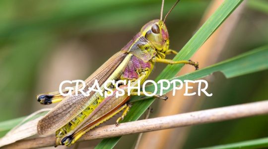   Grasshopper                     