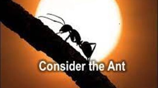 Consider the Ant