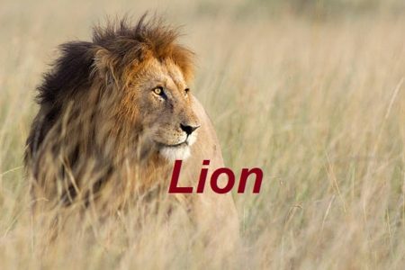  ...><(((‘>  *Lion*  <’)))><...   