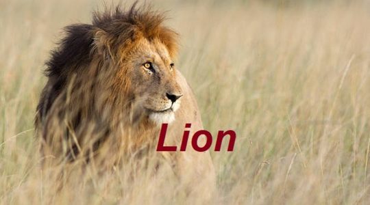  ...><(((‘>  *Lion*  <’)))><...   